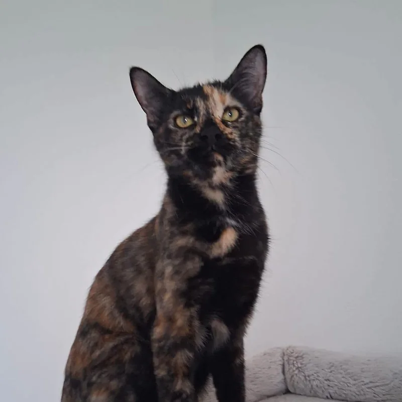 Une chatte écaille de tortue assise, le regard tourné vers le haut