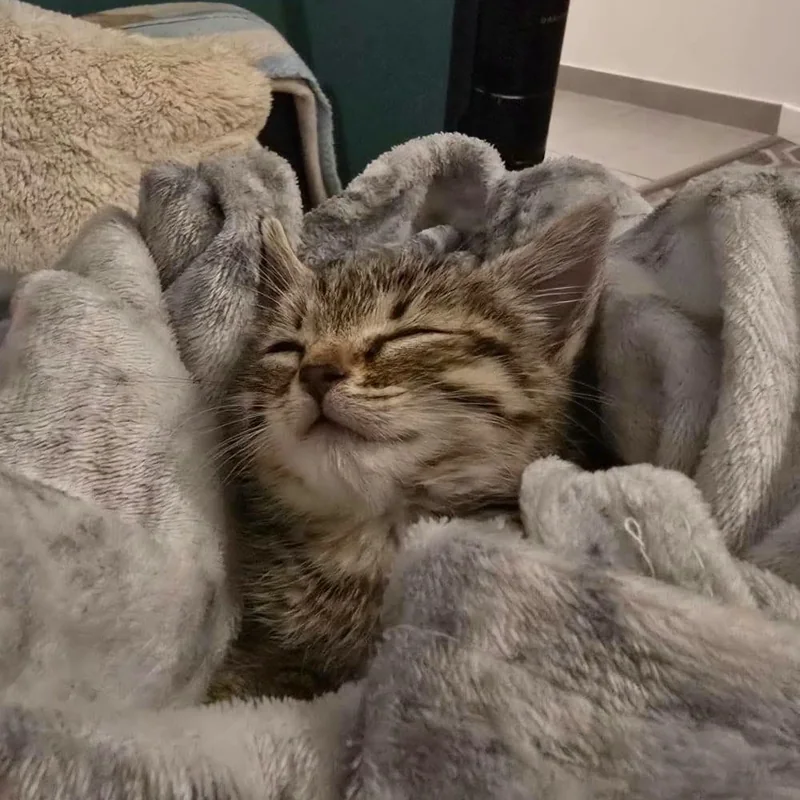Un chaton tigré qui dort, bien au chaud dans des couvertures grises