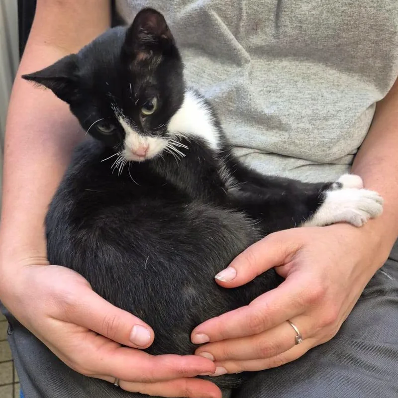 Un chaton noir et blanc blotti dans les mains de la personne qui le tient