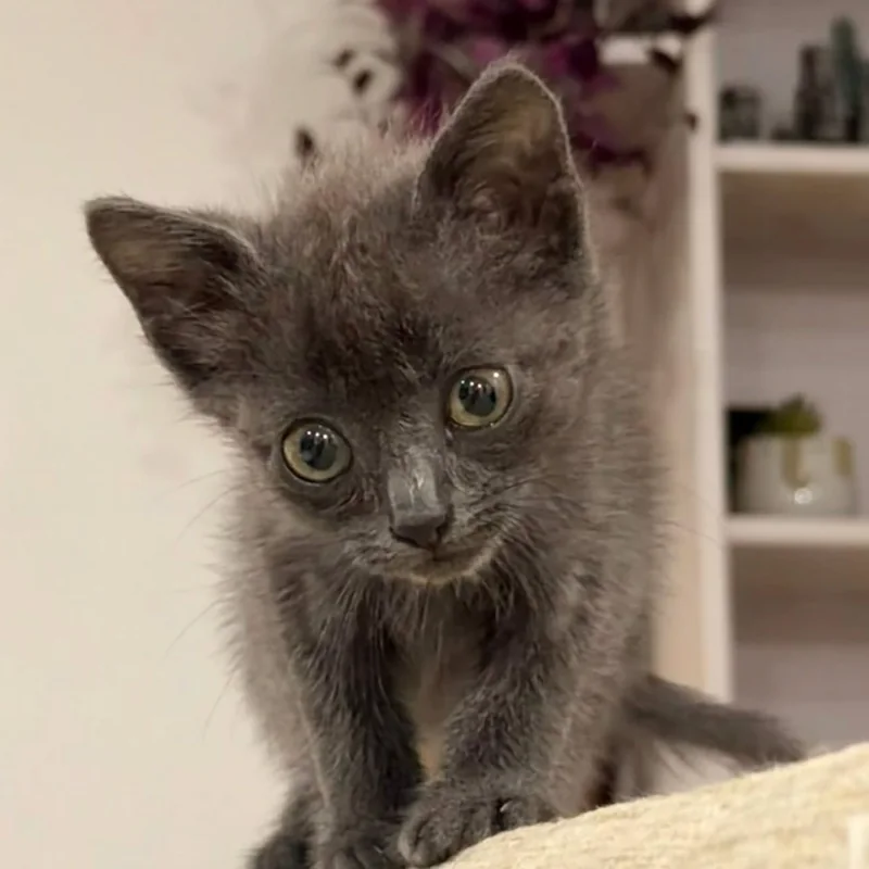 Un petit chaton gris qui regarde l’objectif, les pattes posées sur un canapé