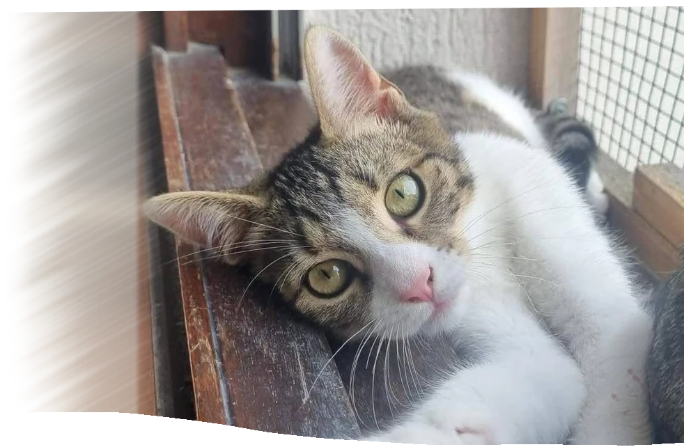Chat tigré et blanc allongé sur un rebord en bois, la patte tendue, qui regarde l’objectif