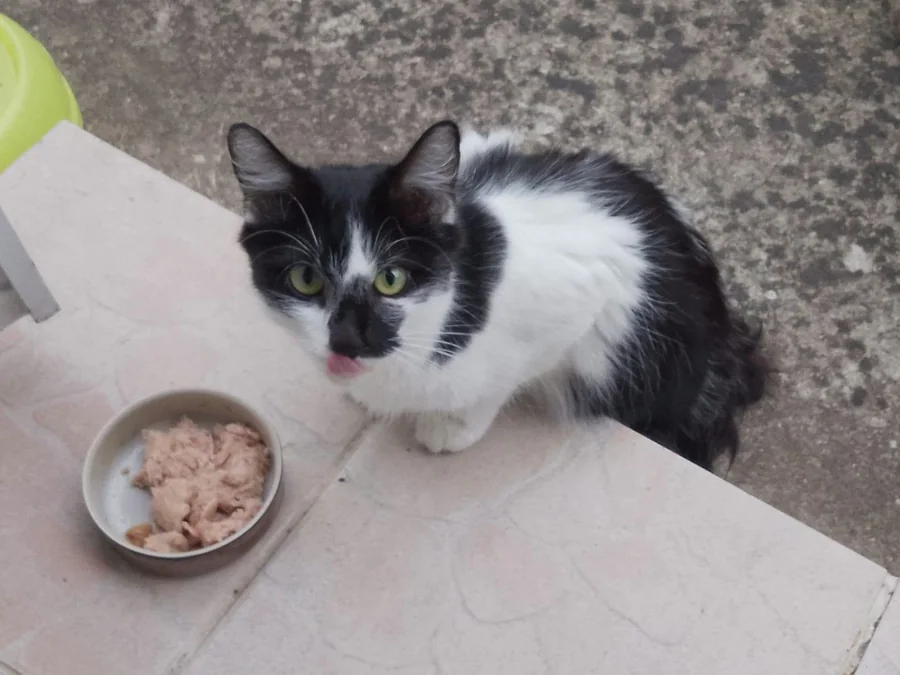 Un chat noir et blanc qui se lèche les babines devant sa gamelle
