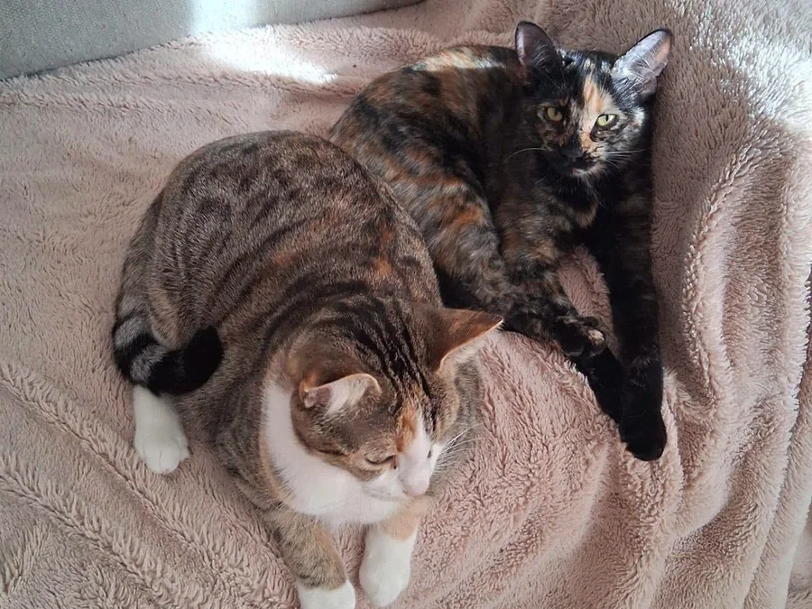 Deux chats, l’un tigré et l’autre écaille de tortue, couchés l’un contre l’autre sur une couverture rose