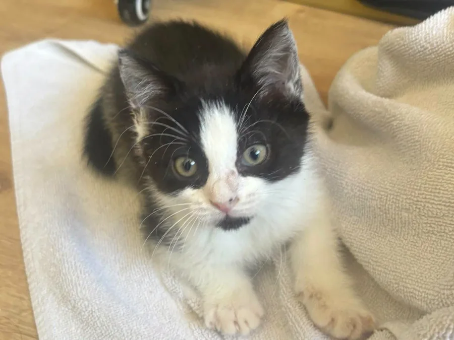 Un chaton noir et blanc aux grands yeux clairs, assis sur une serviette blanche