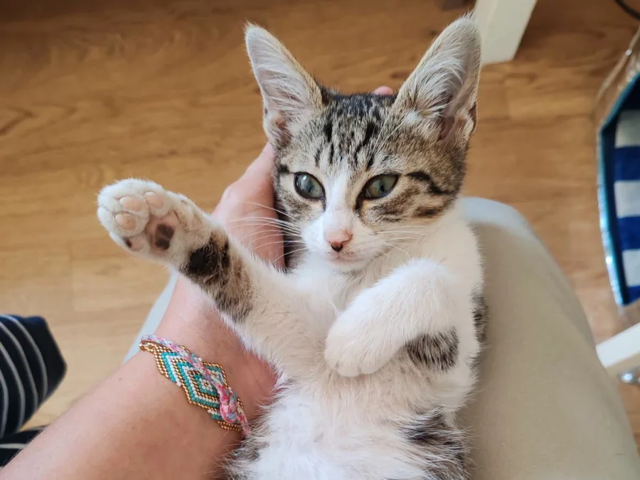 Un chaton tigré et blanc sur le dos, une patte levée, câliné par une main
