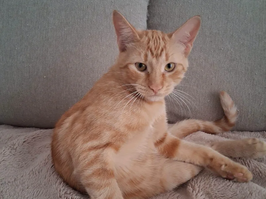 Un chat roux aux yeux clairs, installé sur un canapé gris, qui regarde l’objectif