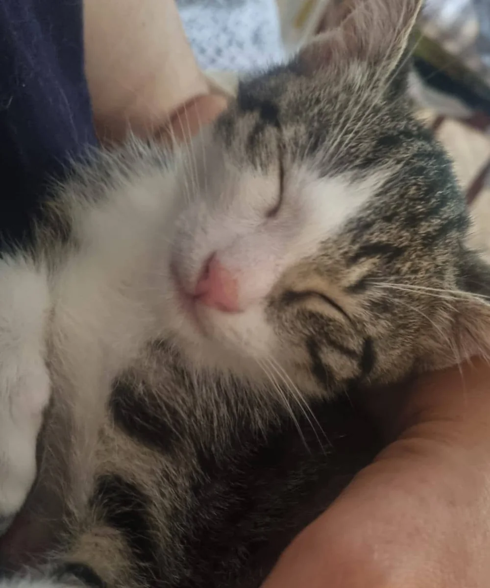 Un chaton tigré et blanc endormi dans les bras d’une personne